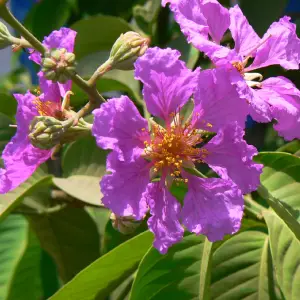 Banaba-Lagerstroemia-speciosa-1-1