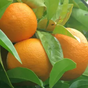Bitter-apelsin-Citrus-aurantium-1-1