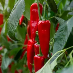 Cayennepeppar-Capsicum-annum-1-1
