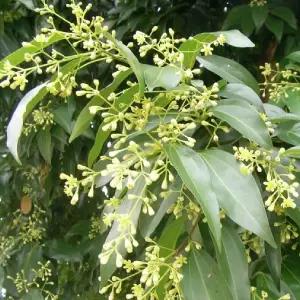 Kanel-Cinnamomum-cassia-1-1