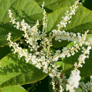 Resveratrol-fran-Polygonum-cuspidatum-1-1